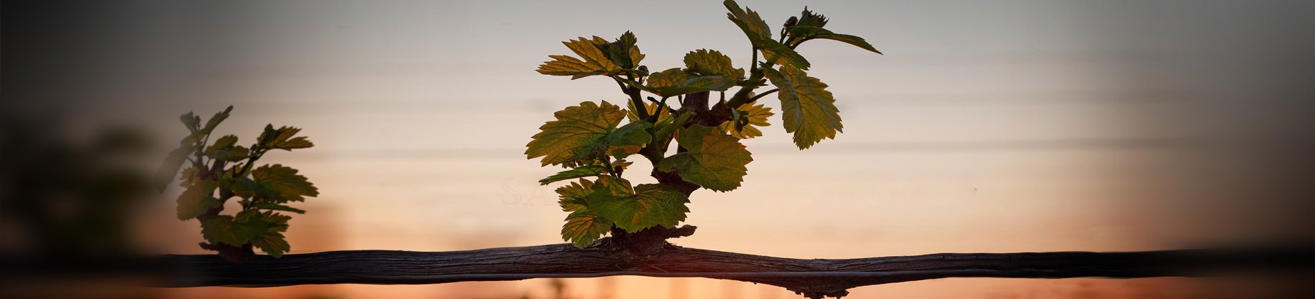  Rượu vang không chỉ là thức uống, mà còn là nghệ thuật. Từng giọt rượu vang mang trong mình câu chu...