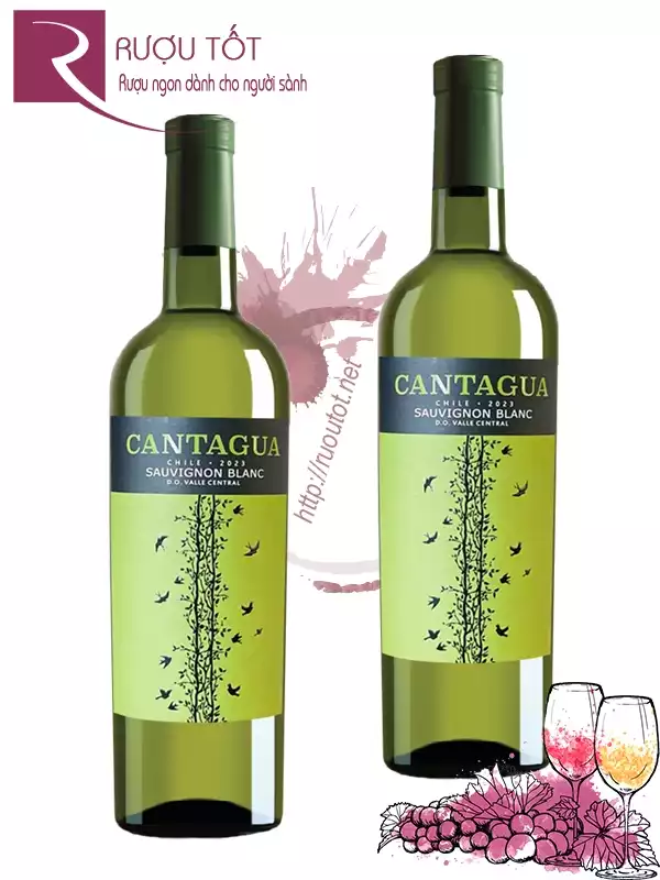 Rượu vang Cantagua Sauvignon Blanc