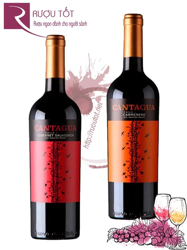 Rượu vang Cantagua Cabernet Sauvignon - Carmenere