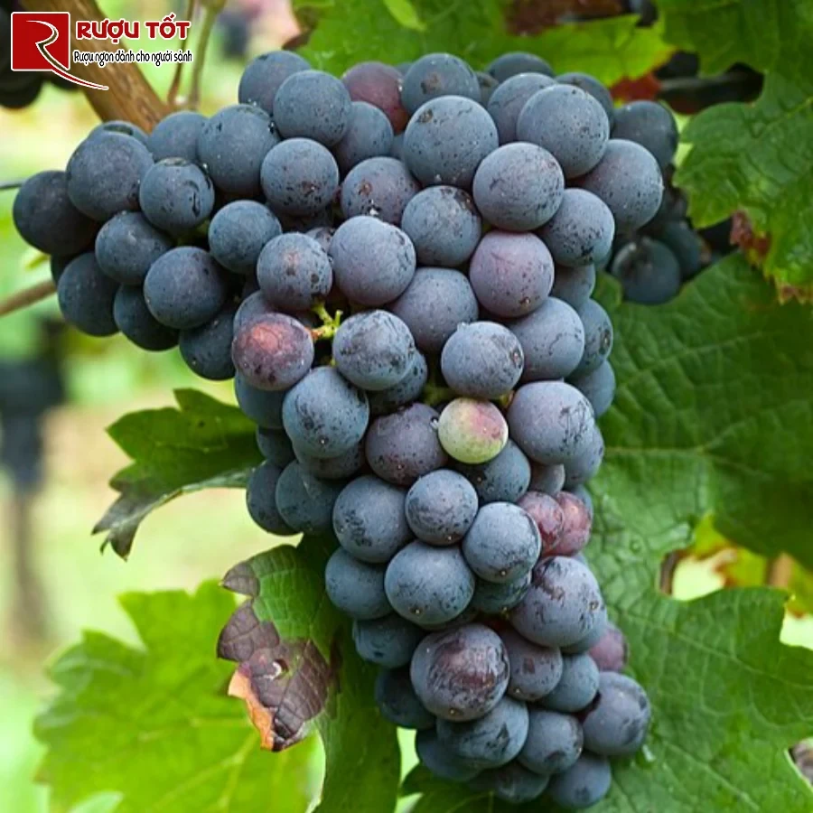 giong nho do cabernet franc