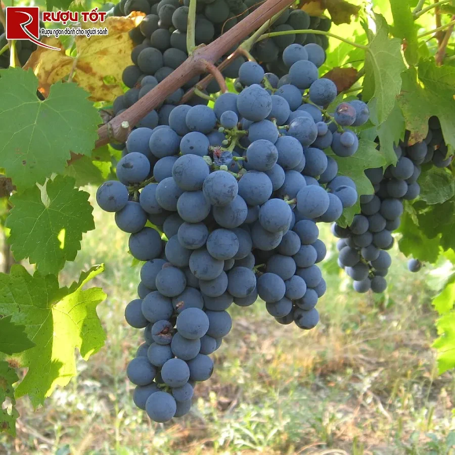 giong nho do carmenere
