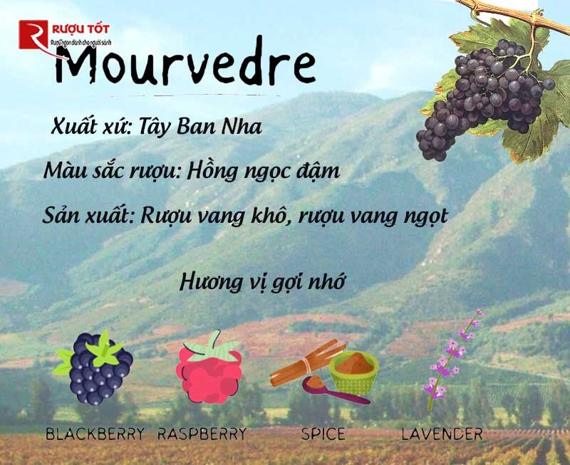 Hương vị nho Mourvedre