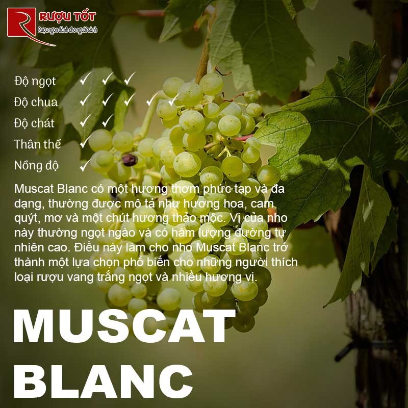 Muscat Blanc