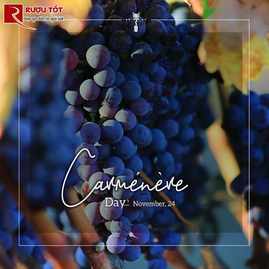 ngay ki niem giong nho carmenere