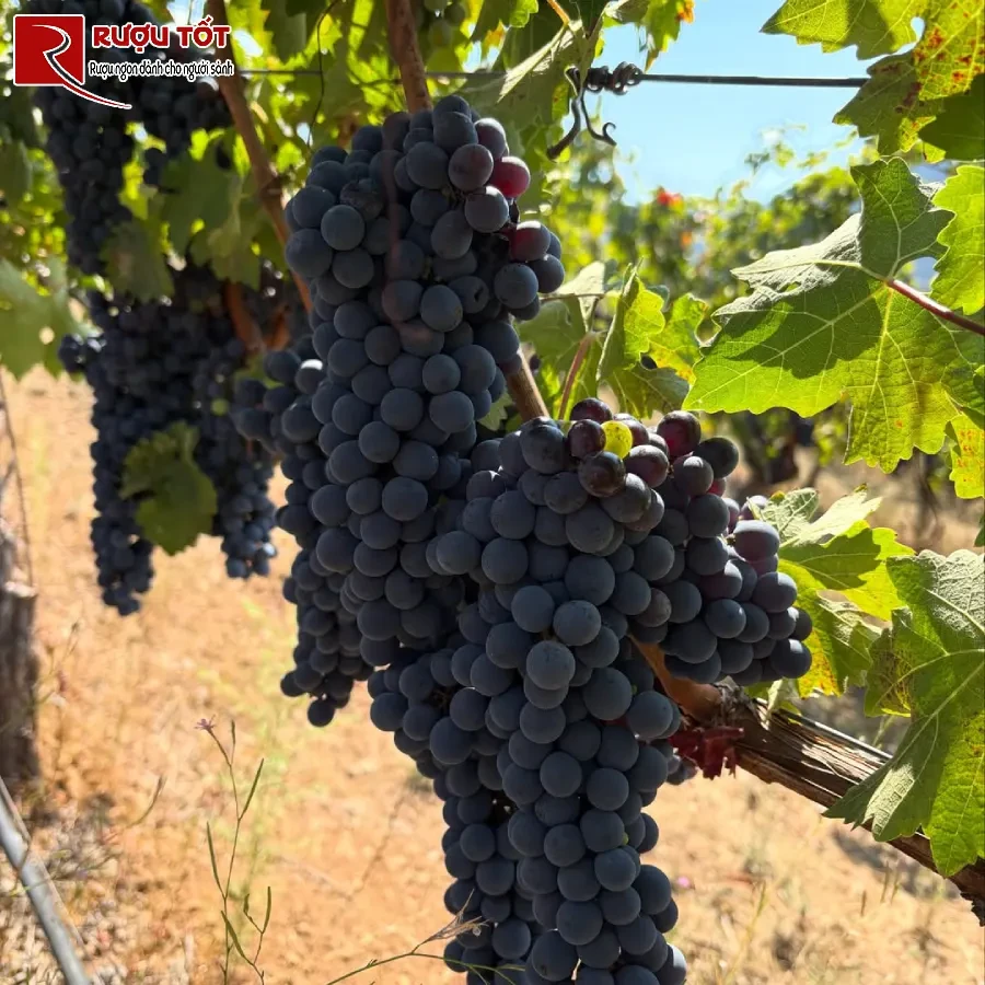 nho cabernet sauvignon-4