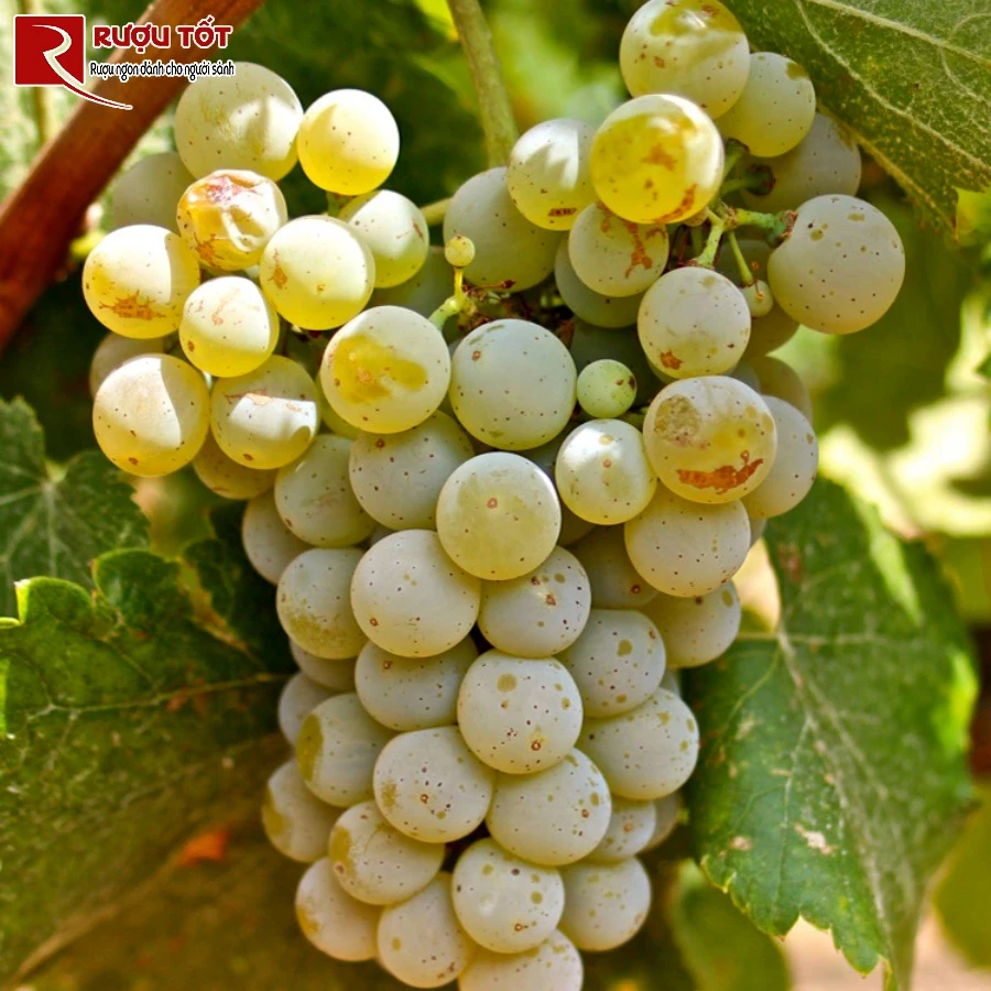 ruou vang albarino