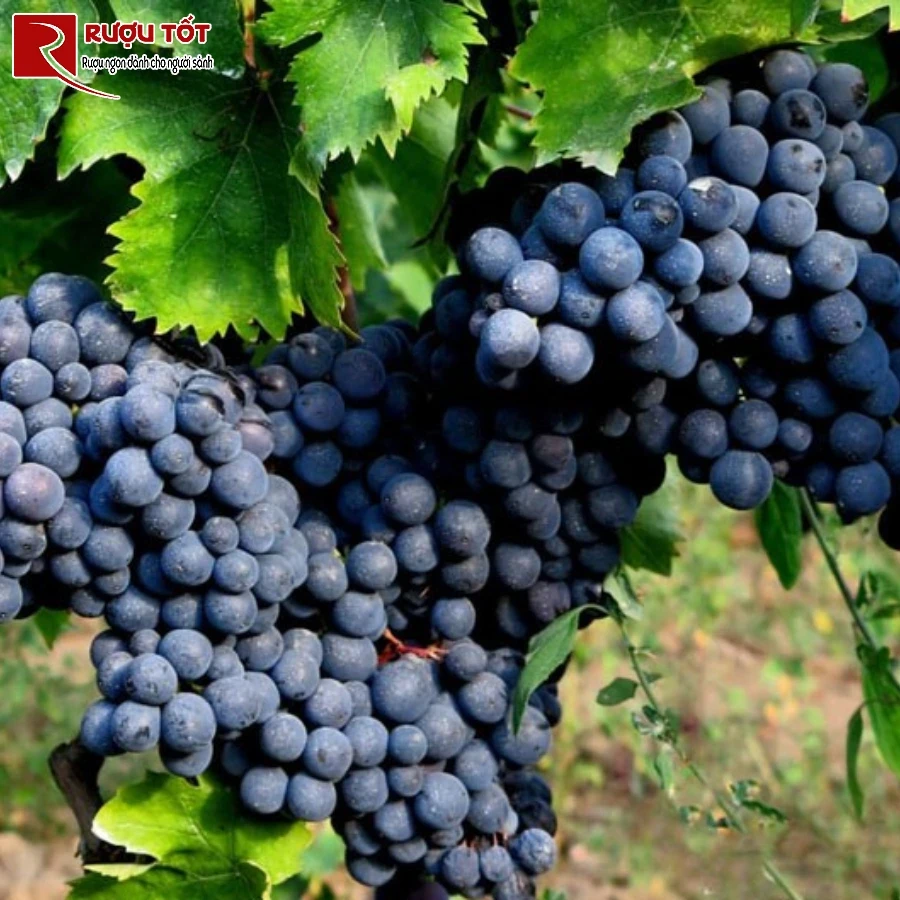 ruou vang malvasia nera
