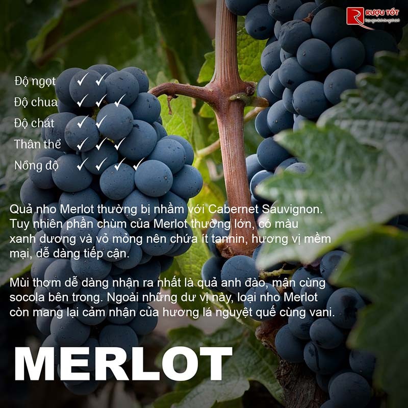 Rượu vang Merlot nhập khẩu giá tốt