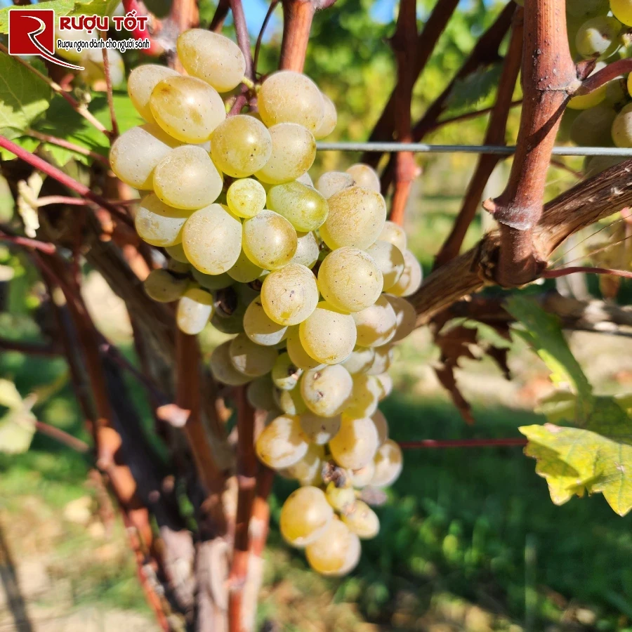 ruou vang moscato