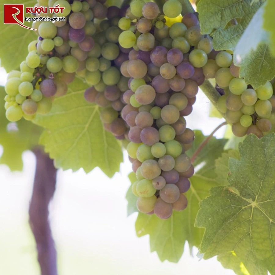 ruou vang pinot grigio-1