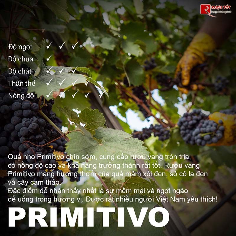 Rượu vang Primitovo giá tốt