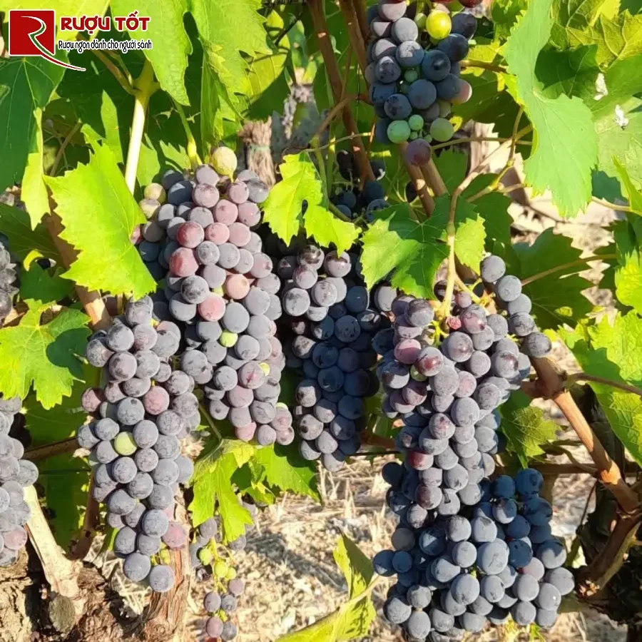 ruou vang sangiovese