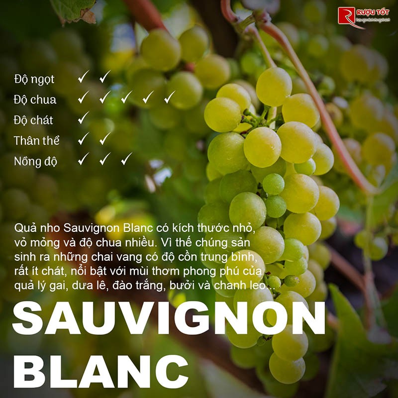 Rượu vang Sauvignon Blanc nhập khẩu