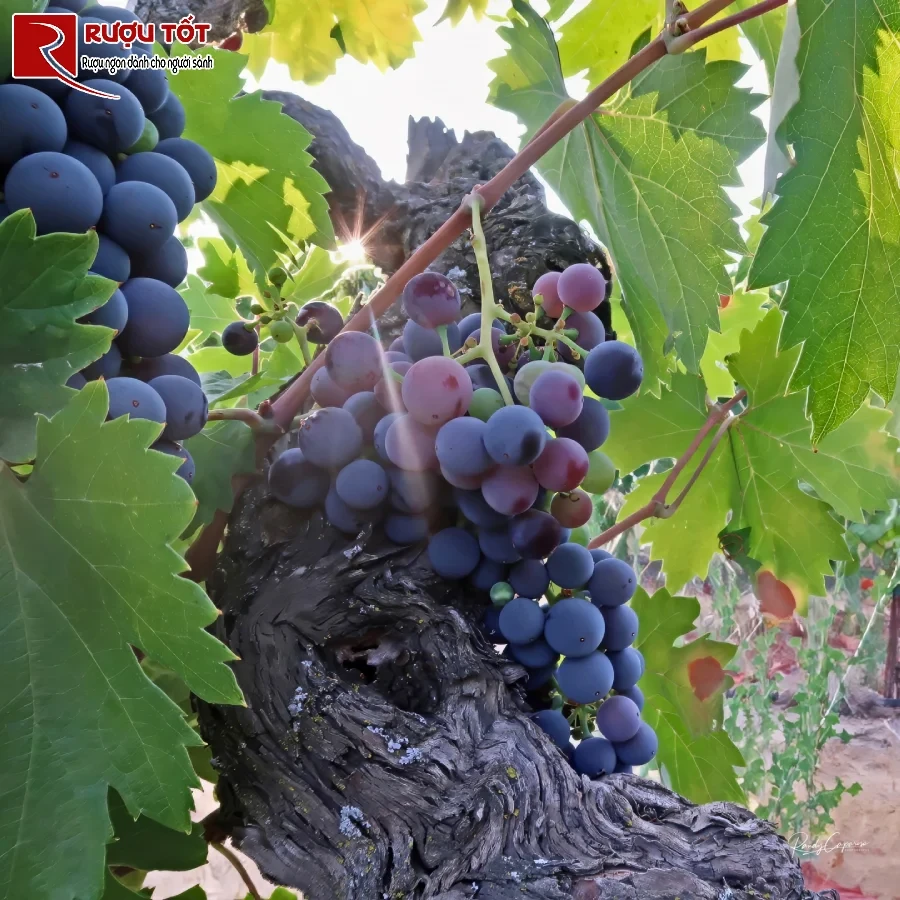 ruou vang zinfandel
