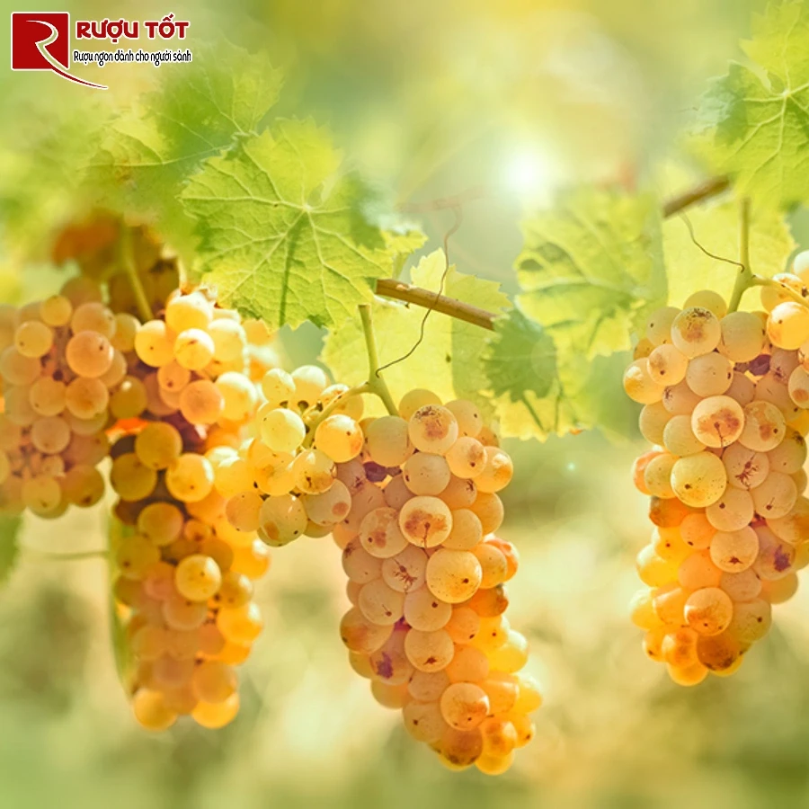 nho riesling alsace