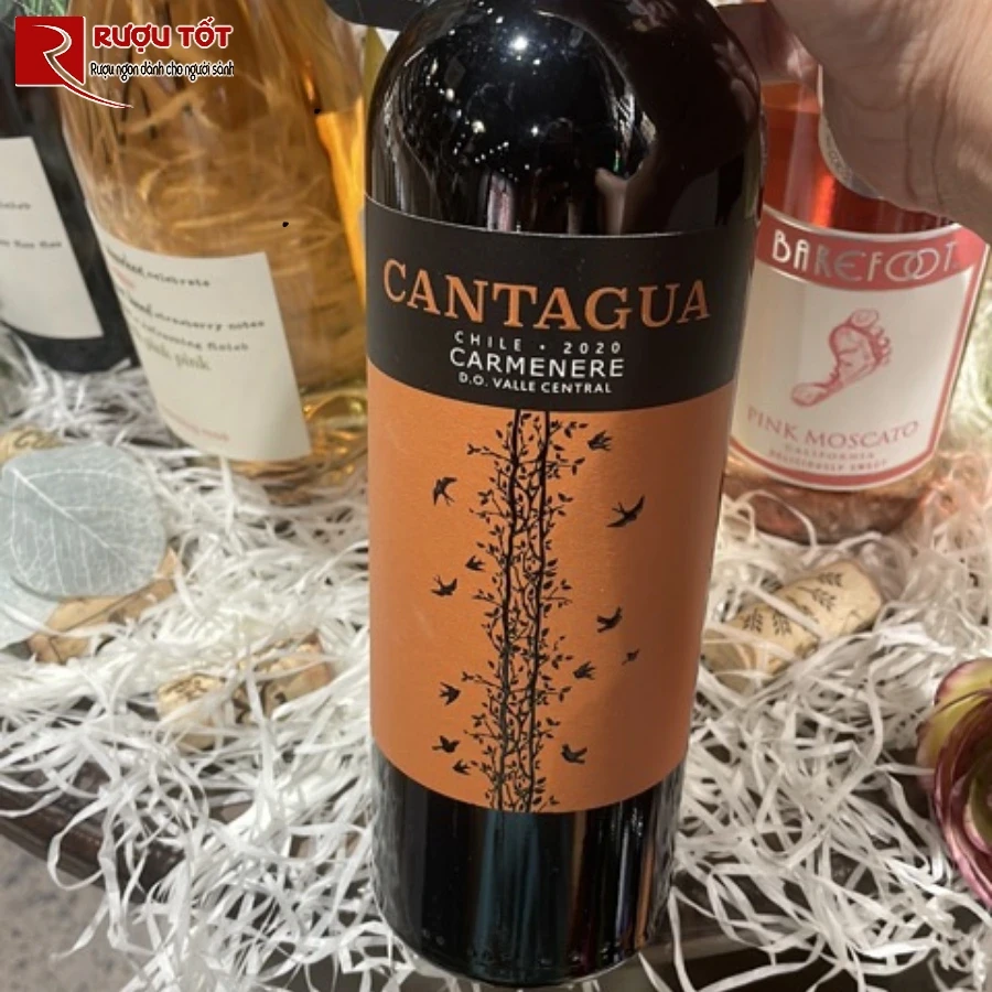 cantagua carmenere 1