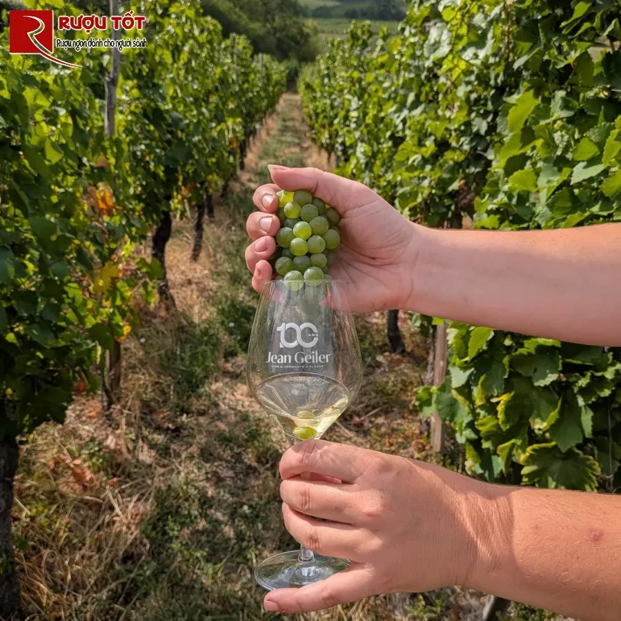 jean geiler riesling vuon nho alsace
