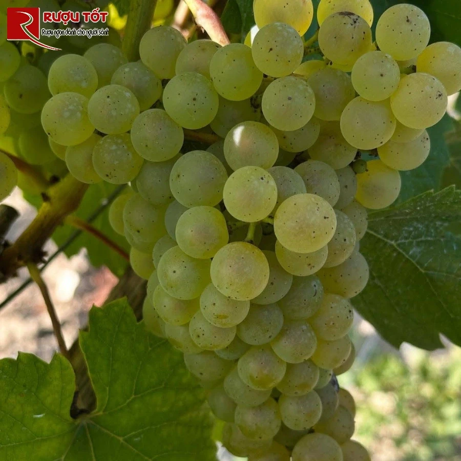 laurent delaunay bourgogne chardonnay nho chardonnay