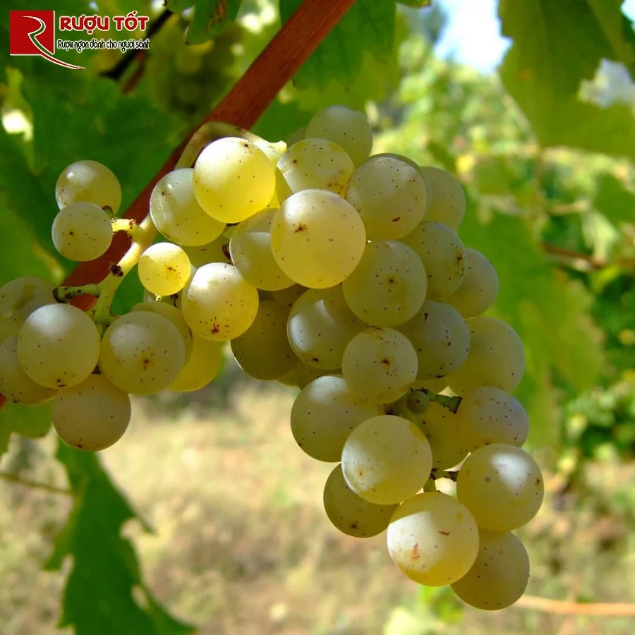 nho sauvignon blanc new zealand