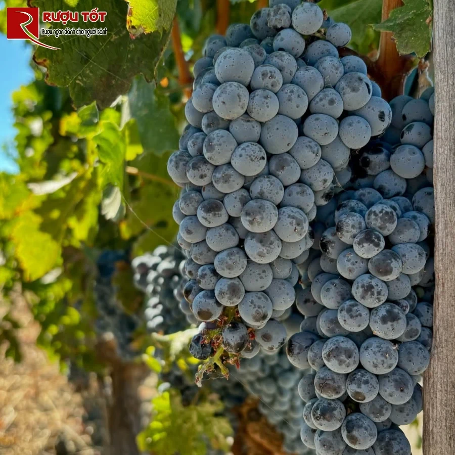 ruou opus one nho cabernet sauvignon
