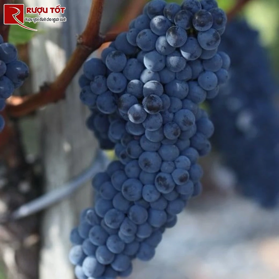 ruou vang do kho nho cab sauv