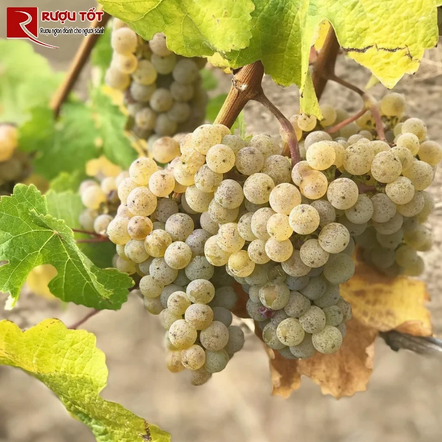 ruou vang duc nho riesling