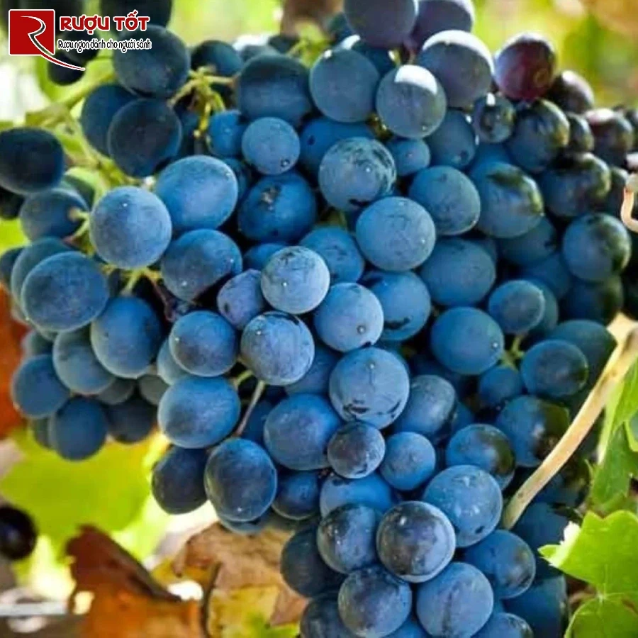 sicily nho Nero d’Avola