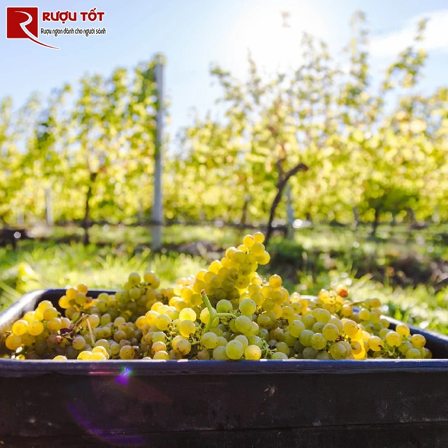 vung trong nho Marlborough Sauvignon Blanc