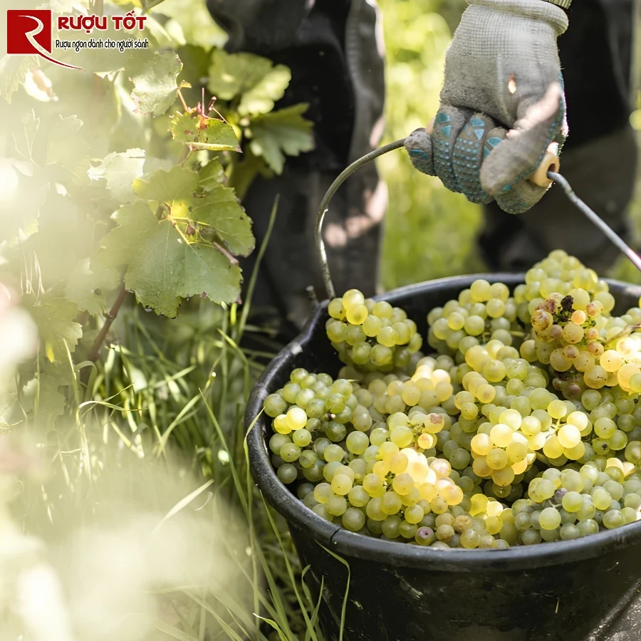 genesis sauvignon blanc 1