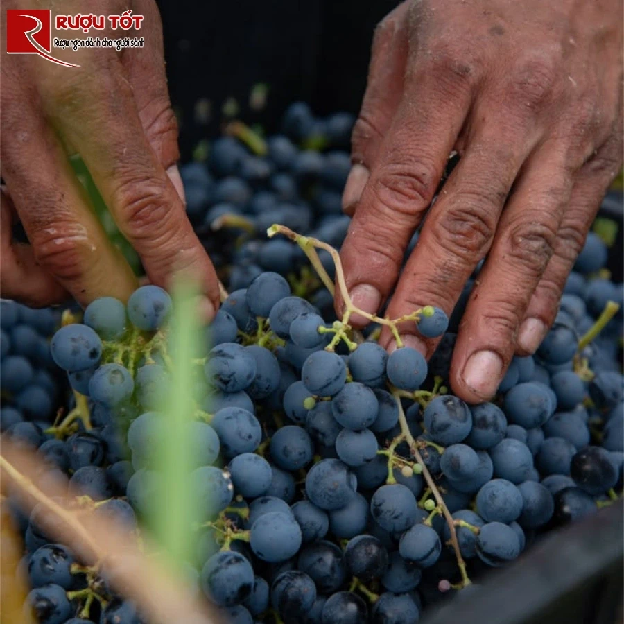 luccarelli primitivo 2