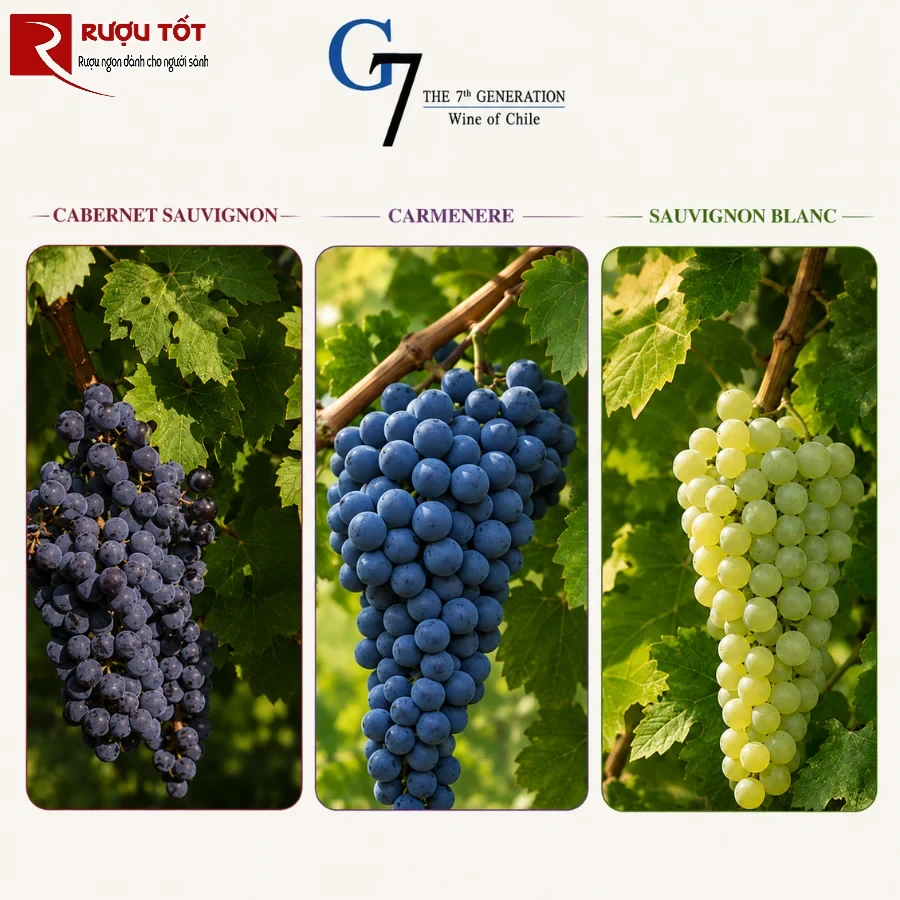 ruou vang g7 1
