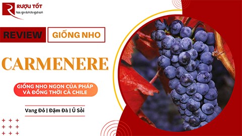 Phân biệt rượu vang thật giả