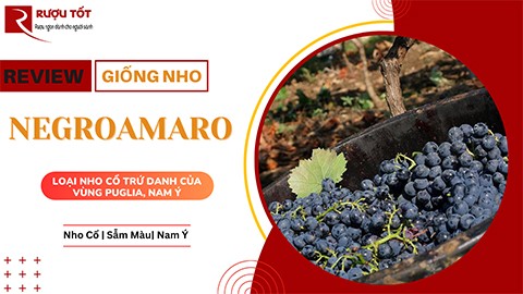 Những nét đặc trưng có trong giống nho Negroamaro