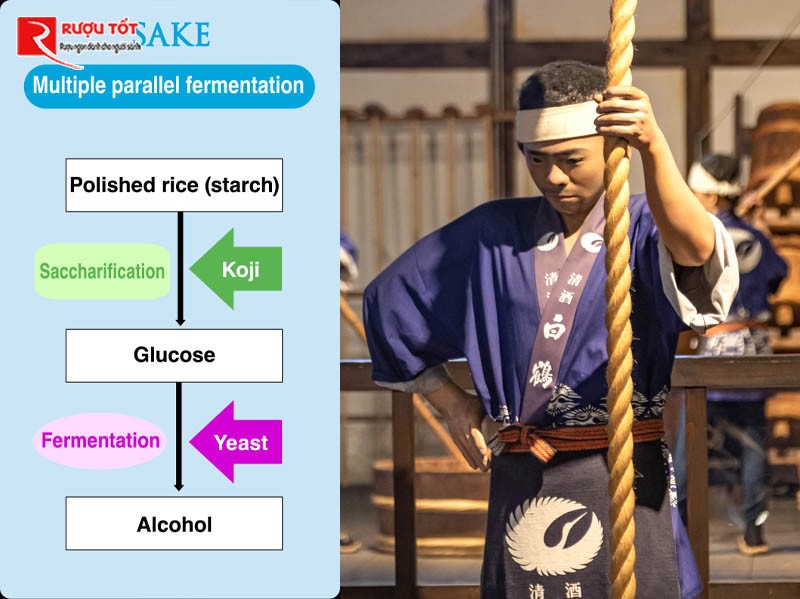 Quy trình sản xuất rượu Sake