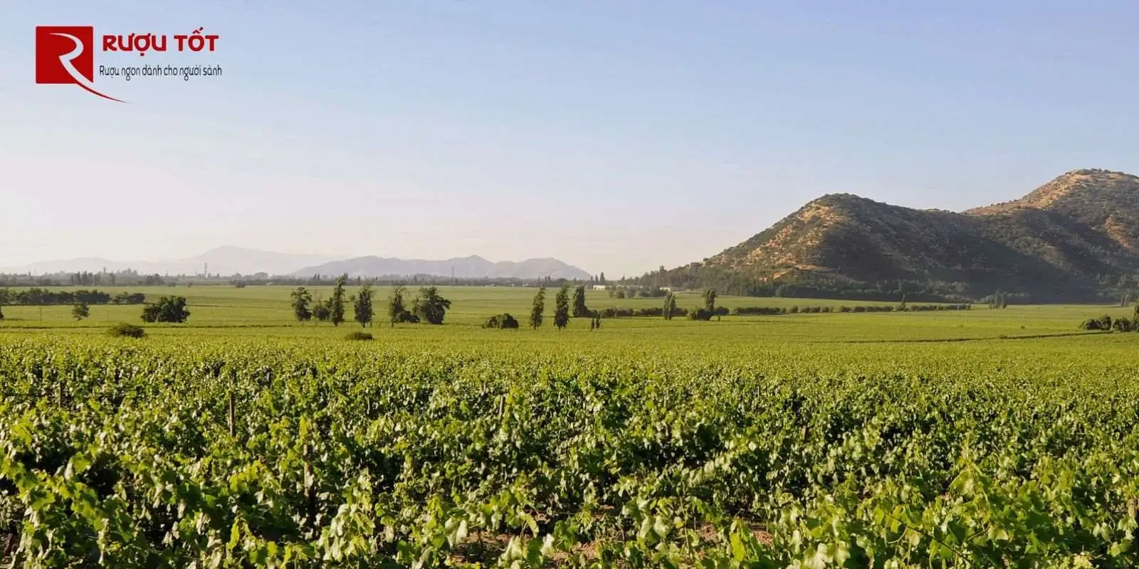 Rượu vang Chile Rapel Valley