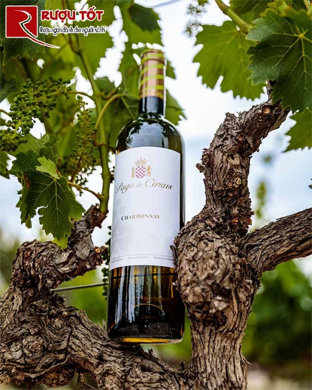 Pago de Cirsus Chardonnay