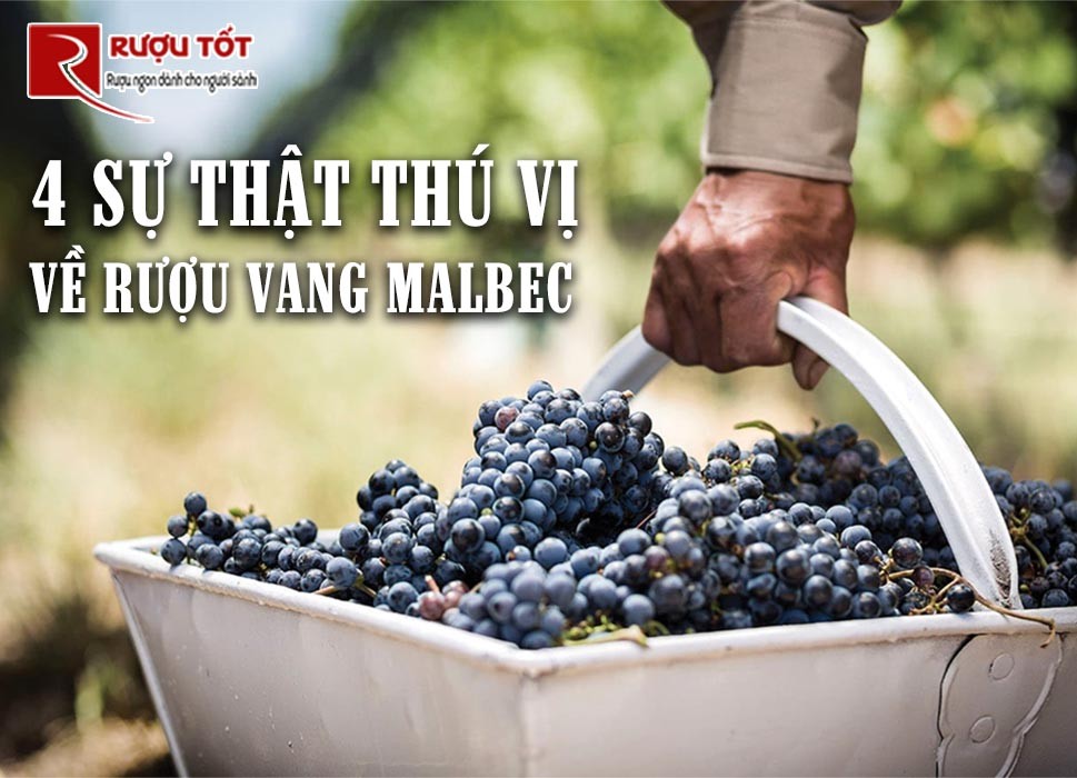 Phân biệt rượu vang thật giả