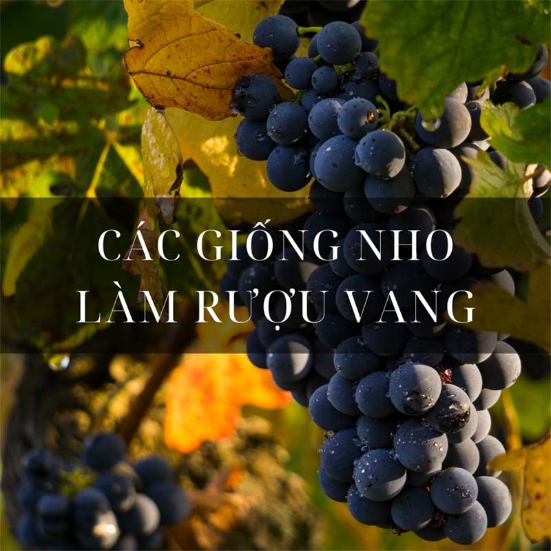 Phân biệt rượu vang thật giả