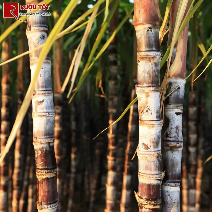 cách làm rượu rum từ mía