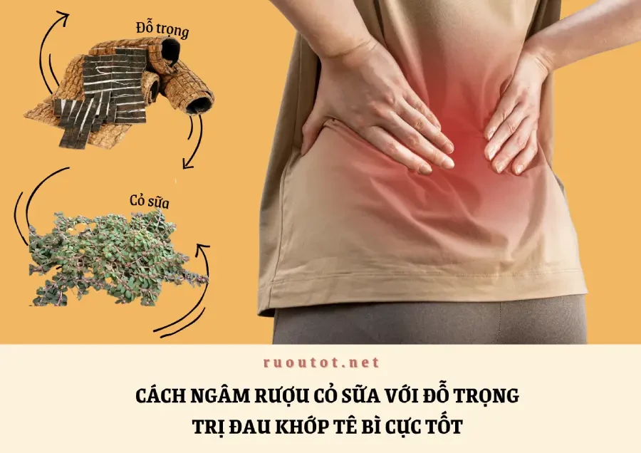 Cách Ngâm Rượu Cỏ Sữa Với Đỗ Trọng Trị Đau Khớp Tê Bì Cực Tốt