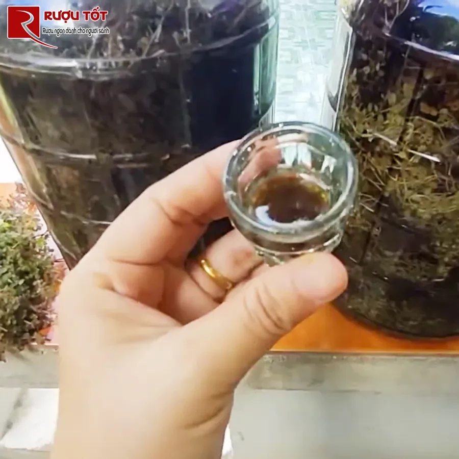 cỏ sữa ngâm rượu
