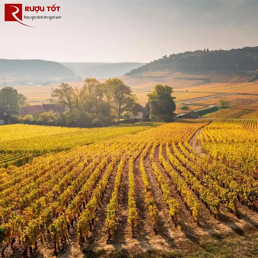 cru là gì cote pháp