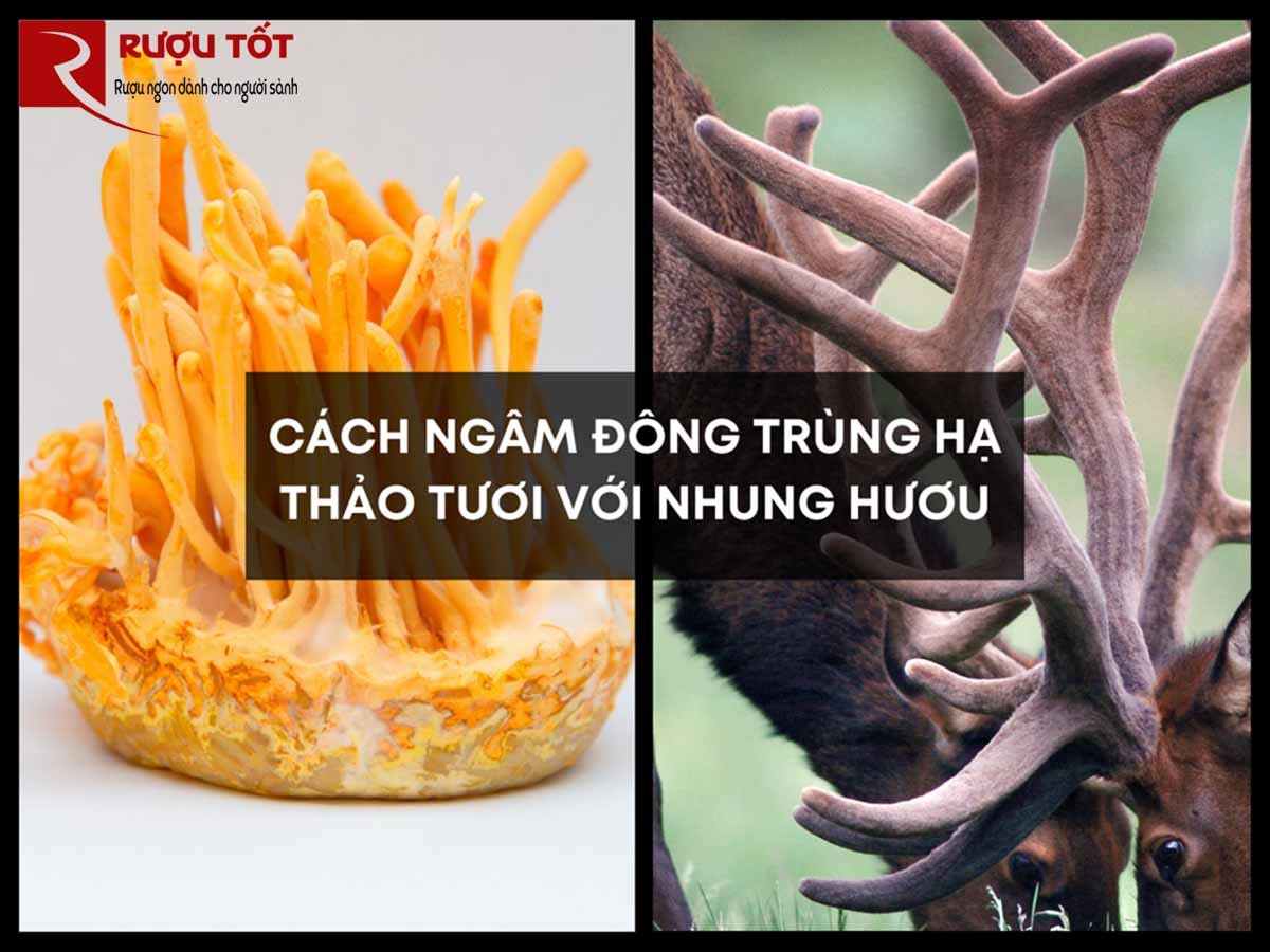 dong trung ha thao tuoi ngam ruou