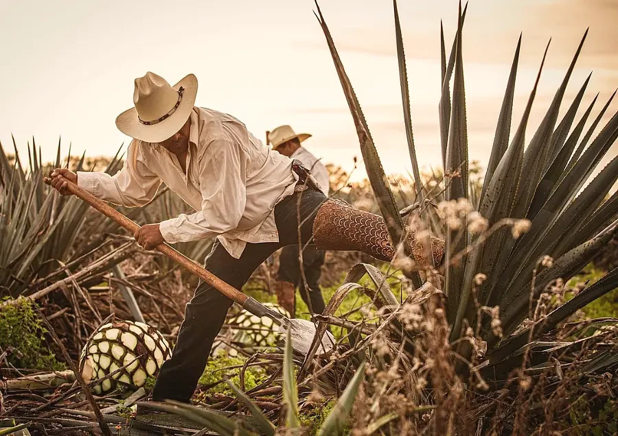 Jimador Là Ai? Vai Trò Của Jimador Trong Sản Xuất Tequila