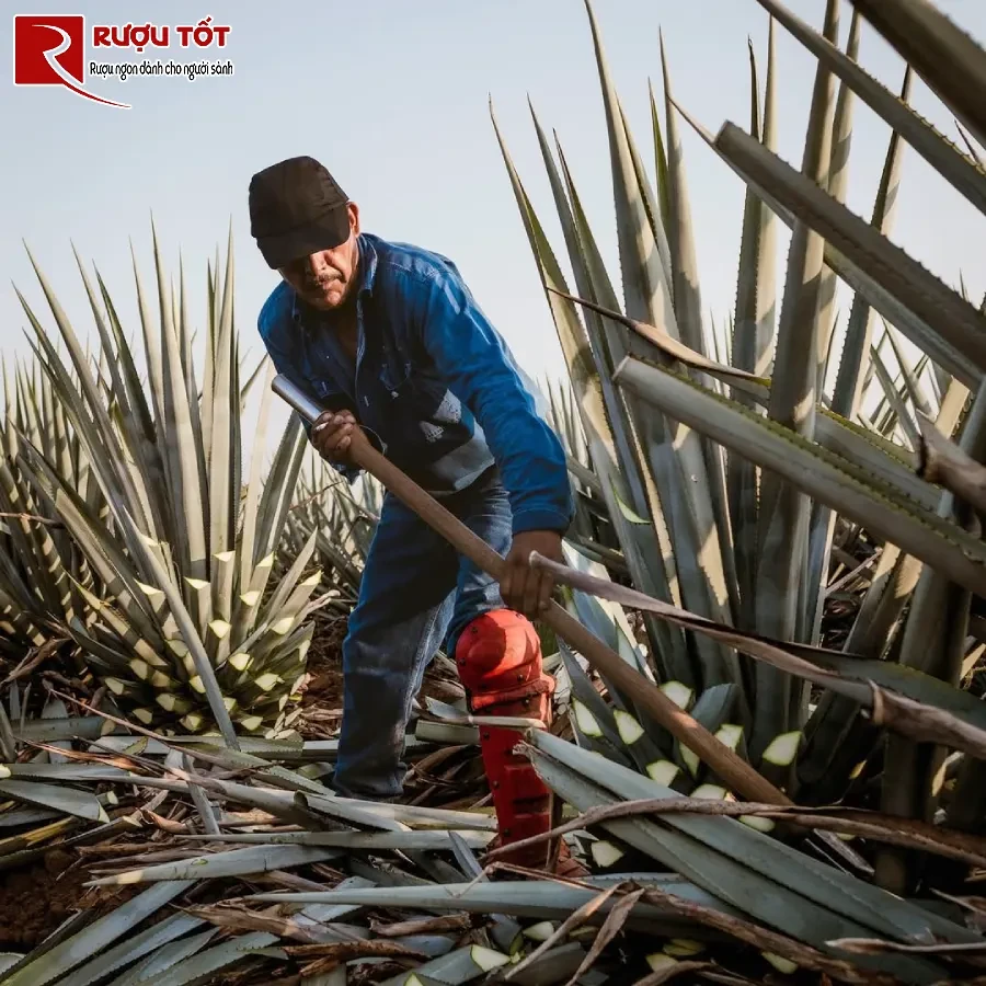 jimador la ai - vai tro cua jimador trong san xuat tequila