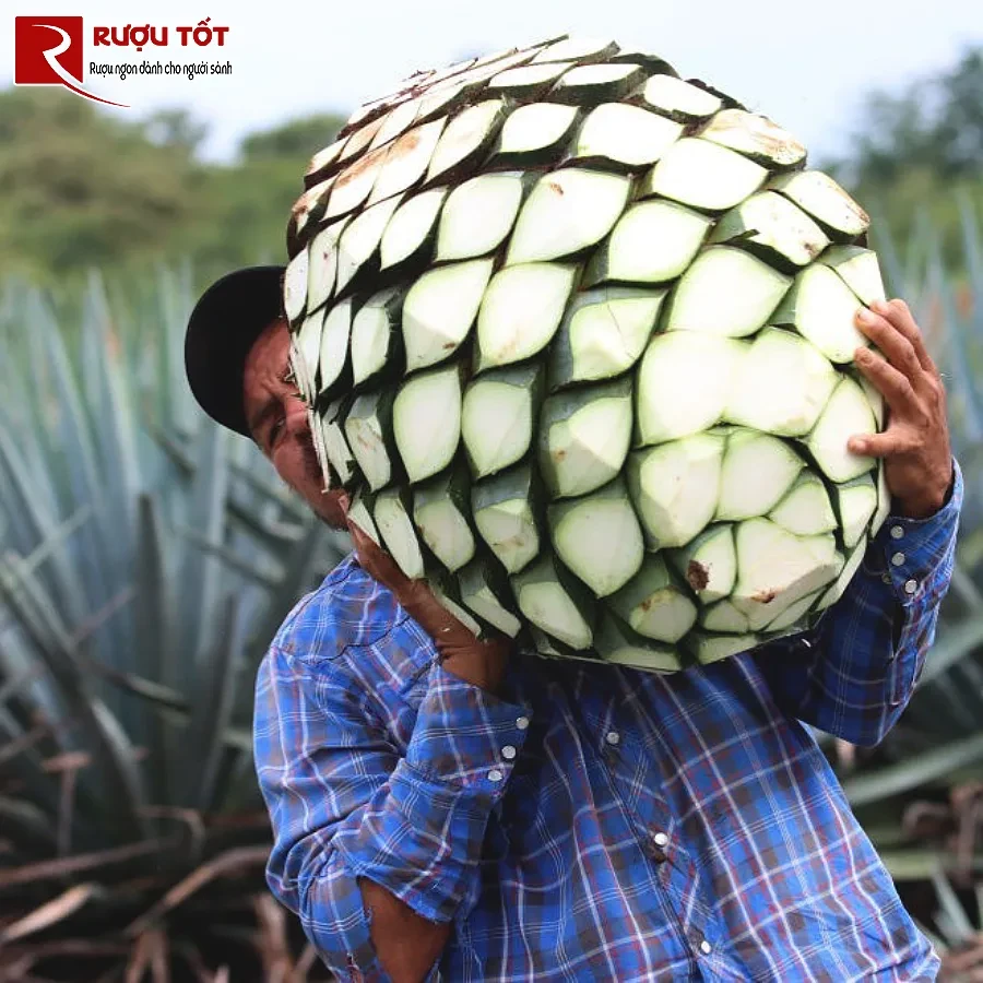 jimador la ai - vai tro trong san xuat tequila