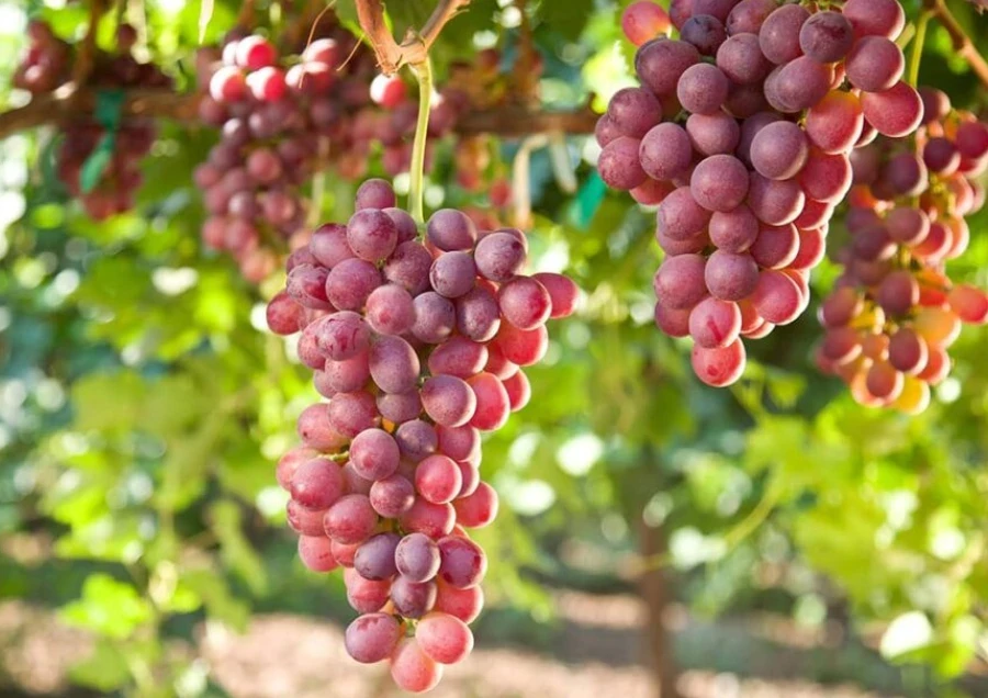 Khai Sinh Giống Nho Mới Ở Vùng Champagne - Bạn Đã Thử Chưa?