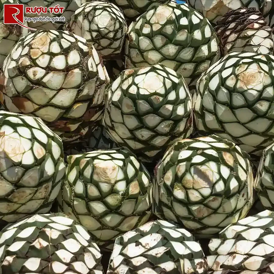 kham pha quy trinh san xuat ruou tequila tu a den z