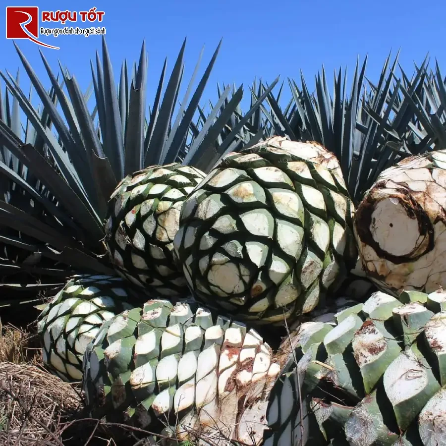 lich su phat trien blue weber agave - linh hon ruou tequila