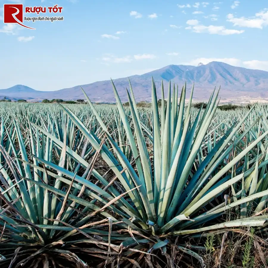 lich su phat trien blue weber agave
